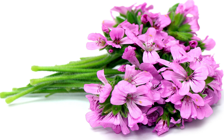 geranium oil: ( pelargonium graviolens) thought to have