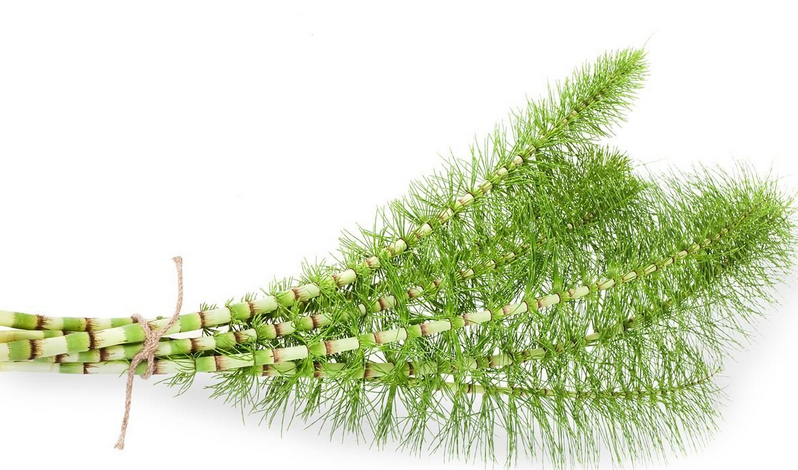 horsetail extract - organic care & natural ingred