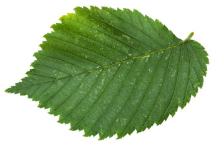 ( ulmus fulva) slippery elm gets its name from the inner bar